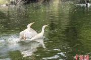 八字正缘吉林：罕见白鸬鹚连续两年“故地重游”