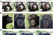 八字正缘国际最新研究：机器人“打哈欠” 黑猩猩被传染